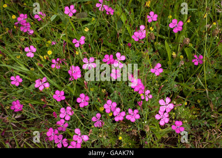 Allemagne, Troisdorf, Rhénanie du Nord-Westphalie, Dianthus deltoides (rose de jeune fille) dans la Wahner Heath. Banque D'Images