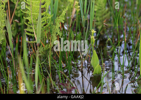 Orchidée Liparis loeselii (fen) Banque D'Images