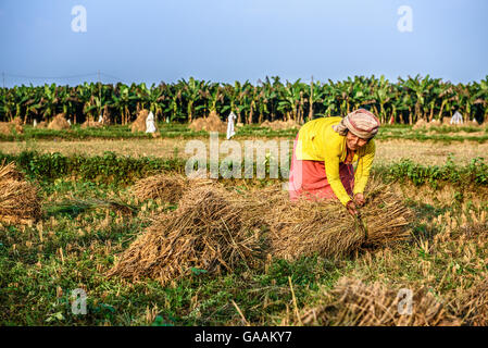 Femme népalaise travaillant dans un champ de riz. Au Népal, l'économie est dominée par l'agriculture. Banque D'Images