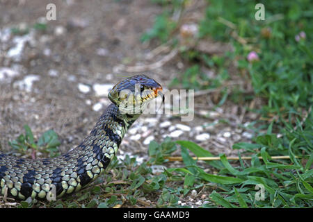 Eurasienne sifflement couleuvre ou Natrix natrix souvent appelé bagués ou serpent d'eau en Italie Banque D'Images