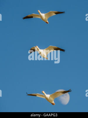 L'Oie des neiges (Anser caerulescens) vol face à leur rassemblement étang, avec la lune en arrière-plan, Boque del Apache National Wildlife Refuge, Nouveau Mexique. Décembre. Banque D'Images