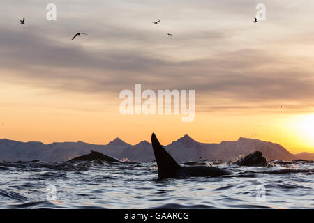 Les baleines à bosse (Megaptera novaeangliae) et l'orque (Orcinus orca) qui se nourrit d'une boule d'appât de hareng. Andfjorden près d'Andoya, Nordland, dans le Nord de la Norvège. Janvier. Banque D'Images