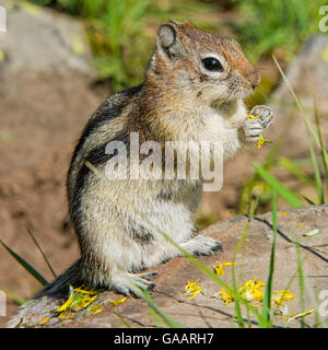 Le spermophile à mante dorée (Callospermophilus lateralis) se nourrissant de fleurs, le Parc National de Yellowstone, Wyoming, USA, juin. Banque D'Images