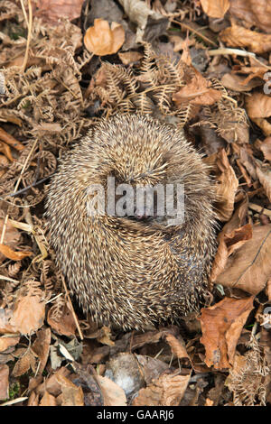 Hérisson (Erinaceus europaeus) gondolée par dormir dans les feuilles d'automne, UK, June, captive. Banque D'Images