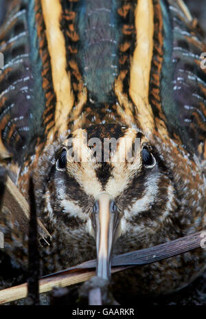 Jack snipe (Lymnocryptes minimus), l'OTU, Finlande, novembre. Banque D'Images