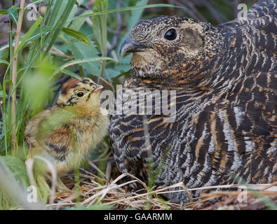 Tétras (lyrurus tetrix) femmes et des poussins au nid, Vaala, Finlande, juin. Banque D'Images