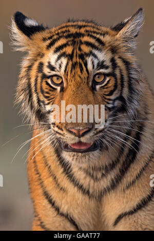 Tigre du Bengale (Panthera tigris tigris) 11 mois cub, Ranthambhore National Park, Inde. Banque D'Images