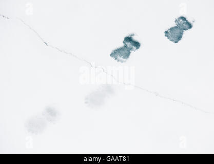 L'ours polaire (Ursus maritimus) traces de pas dans la neige, sur la glace fissurée, Svalbard, Norvège, septembre. Banque D'Images