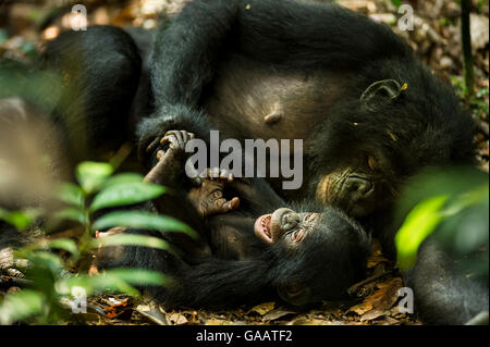 Femme Bonobo (pan paniscus) chatouillant son bébé, Max Planck research site LuiKotale, Parc National de la Salonga, République démocratique du Congo. Banque D'Images