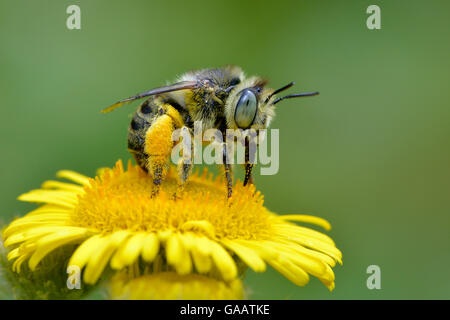 Petite fleur abeille (Anthophora bimaculata) prise de nectar et de pollen à partir de la vergerette Pulicaria dysenterica (commune) fleur. Surrey, Angleterre, Royaume-Uni. En août. Félicité dans l'Angleterre de la catégorie de prix la protection de 2015. Banque D'Images