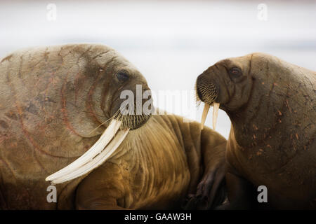 Le morse (Odobenus rosmarus) et les jeunes adultes transportés sur de la glace. Hinlopen, Svalbard, Norvège, juin. Banque D'Images