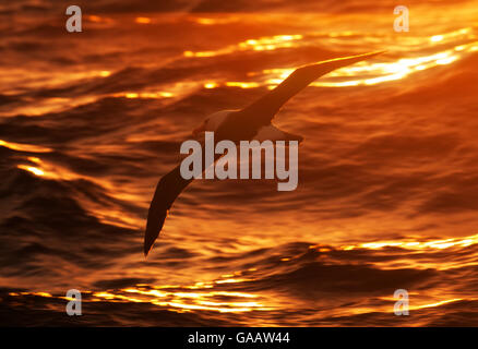 Albatross Thalassarche impavida (Campbell) en vol, silhouette au coucher du soleil, près de Campbell, New Zealand Sub-Antarctic Islands. Février. Banque D'Images