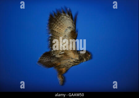 Grand-duc (Bubo bubo) en vol, la Norvège, juillet. Banque D'Images