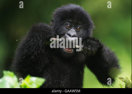 Gorille de montagne (Gorilla beringei beringei) bébé à mâcher sur stick, Virunga, le Rwanda. Banque D'Images