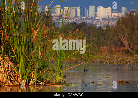 Plantes aquatiques (Typha sp.) avec le Mexique dans l'arrière des bâtiments de la ville, zones humides, Xochimilco, Mexico Janvier Banque D'Images