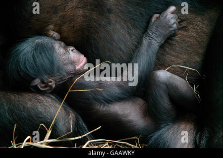 Les bonobos (pan paniscus) nouveau-né de dormir à côté de sa mère, Lola Ya Bonobo Sanctuaire, République du Congo. Banque D'Images