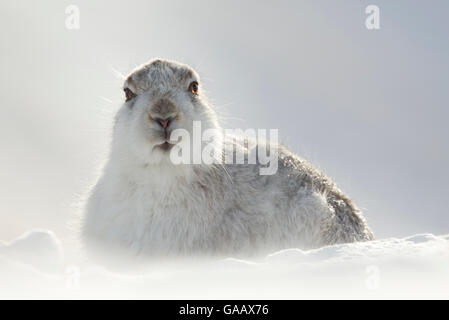 Lièvre variable (Lepus timidus) en appui avec les oreilles en arrière, l'Écosse, mars. Félicité dans le Portrait des animaux de la catégorie de la protection de la concurrence en 2015. Banque D'Images