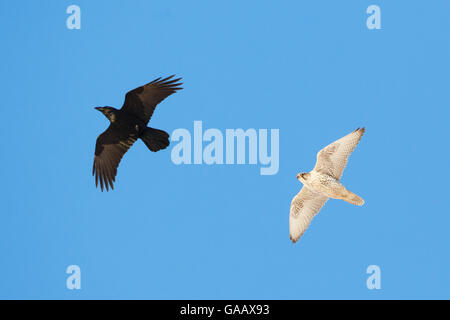 Le Faucon gerfaut (Falco rusticolus) et du Corbeau (Corvus corax) en vol, Hornoya falaise des oiseaux, Finnmark, Norvège. Mars Banque D'Images