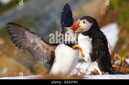 Macareux moine (Fratercula arctica) deux oiseaux au combat de nidification des oiseaux, Hornoya falaise, Finnmark, Norvège. Mars. Banque D'Images