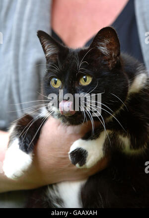 Sybil, le nouveau chat du 10 Downing Street, Londres, se liche sur ses lèvres dans le jardin de la maison du premier ministre. Banque D'Images