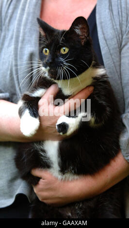 Sybil, le nouveau chat du 10 Downing Street, Londres, se tient dans le jardin de la maison du premier ministre. Banque D'Images