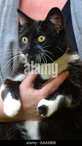 Sybil, le nouveau chat du 10 Downing Street, Londres, est transporté dans le jardin de la maison du premier ministre. Banque D'Images