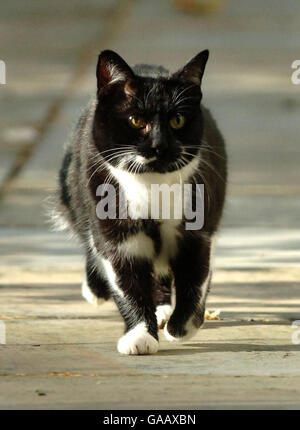 Catégorie Downing StreetSybil, le nouveau chat au 10 Downing Street, Londres, se promène dans le jardin de la maison du premier ministre. Banque D'Images