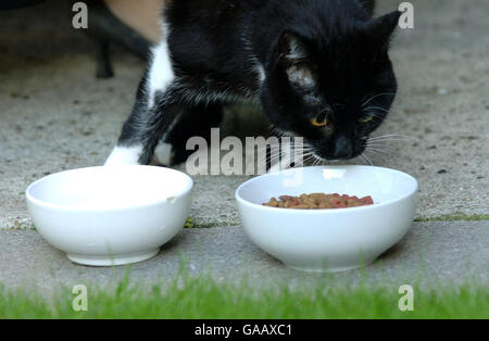 Sybil, le nouveau chat du 10 Downing Street, Londres, est nourri dans le jardin de la maison du premier ministre. Banque D'Images