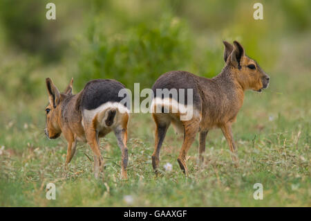 (Dolichotis patagonum cavia Patagonie ) Vue arrière des deux, La Pampa, en Argentine. Banque D'Images