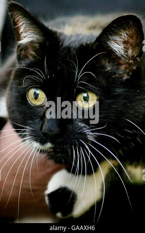 Sybil, le nouveau chat du 10 Downing Street, Londres, se liche sur ses lèvres dans le jardin de la maison du premier ministre. Banque D'Images