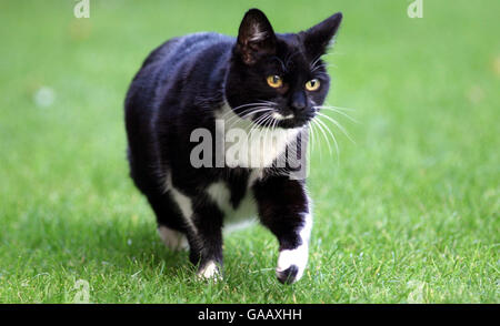 Catégorie Downing StreetSybil, le nouveau chat du 10 Downing Street, Londres, se liche sur ses lèvres dans le jardin de la maison du premier ministre. Banque D'Images