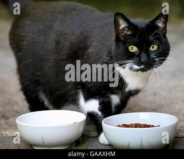 Catégorie Downing StreetSybil, le nouveau chat du 10 Downing Street, Londres, se liche sur ses lèvres dans le jardin de la maison du premier ministre. Banque D'Images