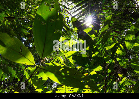 Voir en canopy avec les rayons du soleil qui brillait à travers les feuilles, lowland rainforest, Panguana Réserver, Huanuco province, bassin de l'Amazone, au Pérou. Banque D'Images