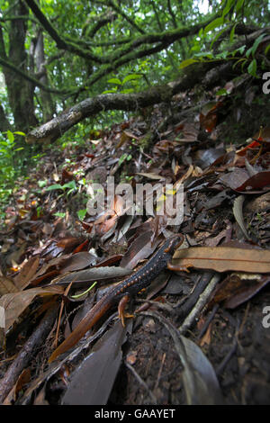 Newt Tylototriton verrucosus (Crocodile) dans la litière, Jailigong Mountain National Nature Reserve, Tengchong county, Province du Yunnan, Chine. Mai. Banque D'Images