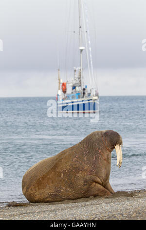 Le morse (Odobenus rosmarus) sortis de l'eau dans une eau peu profonde, Spitzberg, archipel du Svalbard, Norvège, de l'océan Arctique. Juillet. Banque D'Images