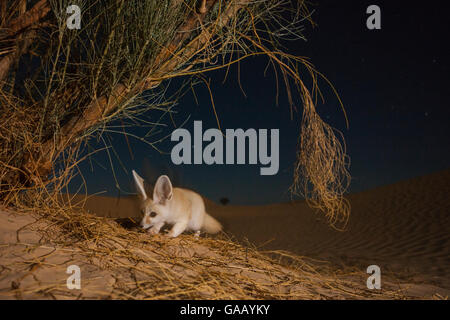 Fennec fox (Vulpes zerda) nuit à la recherche de nourriture, Grand Erg Oriental, le Gouvernorat de Kébili. La Tunisie. Prises avec l'appareil photo à distance piège. Banque D'Images