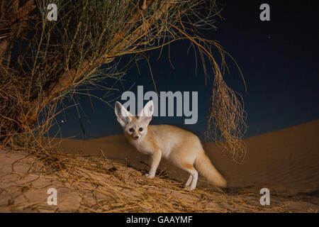 Fennec fox (Vulpes zerda) des profils dans la nuit pour la recherche des proies entre les racines de Retam broom arbuste. Grand Erg Oriental, le Gouvernorat de Kébili, Tunisie. Prises avec l'appareil photo à distance piège. Banque D'Images