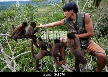 Nourrir le singe laineux commun Keeper (Lagothrix lagotricha) dans Ikamaperou Sanctuaire, Amazon, le Pérou. Octobre 2006. Banque D'Images