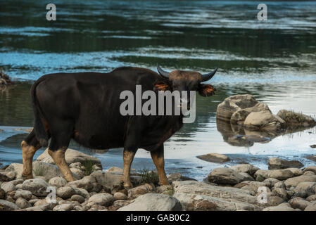 Gayal / Mithun (Bos frontalis) sur les bords de la rivière. L'Arunachal Pradesh, au nord-est de l'Inde. Novembre 2014. Banque D'Images