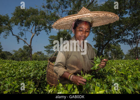 Plateau picker, recueillir les feuilles de thé (camelia sinensis) portant de grands chapeaux de paille, de l'Assam, au nord-est de l'Inde, octobre 2014. Banque D'Images