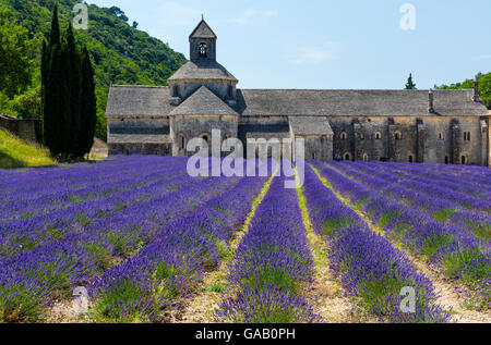 La Lavande (Lavendula angustifolia) champs en face de l'Abbaye de Sénanque, Gordes Village, Provence, France, juillet 2015. Banque D'Images