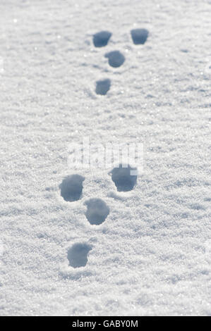 Pistes de lapin dans la neige. Le Yorkshire, UK. Banque D'Images