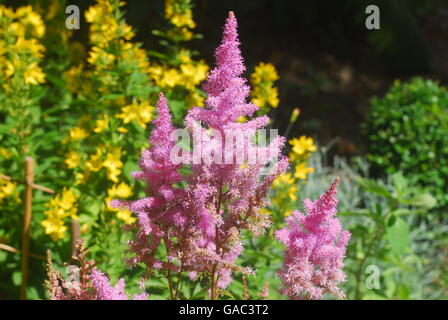 Astilbe arendsii astilbe, fleurs Banque D'Images