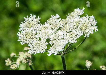 Le parapluie-comme des grappes de fleurs blanches de cow parsley (Anthriscus sylvestris) Banque D'Images