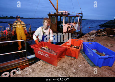 Pêcheur de homard Ross MacLennon Skipper du bateau « Carrie Anne » De Milton Harbour sur l'île de Tiree avec matelet William Walker (portant un chapeau) Débarquer leurs prises après la pêche dans l'océan Atlantique Banque D'Images