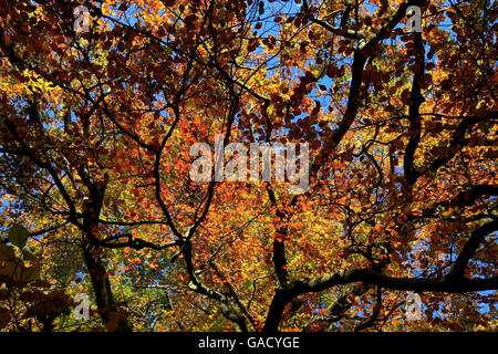 Feuilles d'automne prêtes à tomber des arbres dans le parc Clumber près de Worksop dans le tinghamshire. Banque D'Images