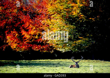 Une stag à Studley Royal près de Ripon appréciant le temps ensoleillé tandis que les couleurs d'automne lumineuses illuminent le parc de cerfs aujourd'hui. Banque D'Images