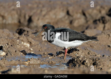 Eurasian Oystercatcher (Haematopus ostralegus) seule nourrir les oiseaux dans l'estuaire de la boue, North Norfolk, Angleterre Banque D'Images