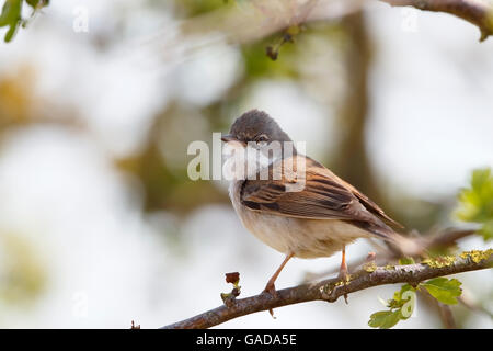 Whitethorat commun (Sylvia communis) mâle adulte, perché sur bramble et chantant en territoire de reproduction, Norfolk, Angleterre, Mai Banque D'Images