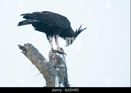 Long-crested eagle (Lophaetus occipital), Parc National de Serengeti, Tanzanie Banque D'Images